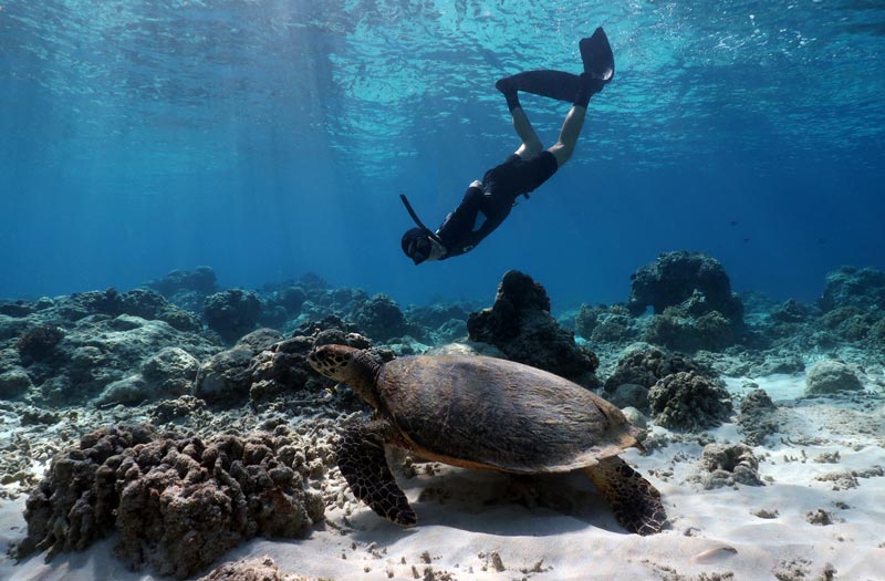 Freediver with a Sea Turtle