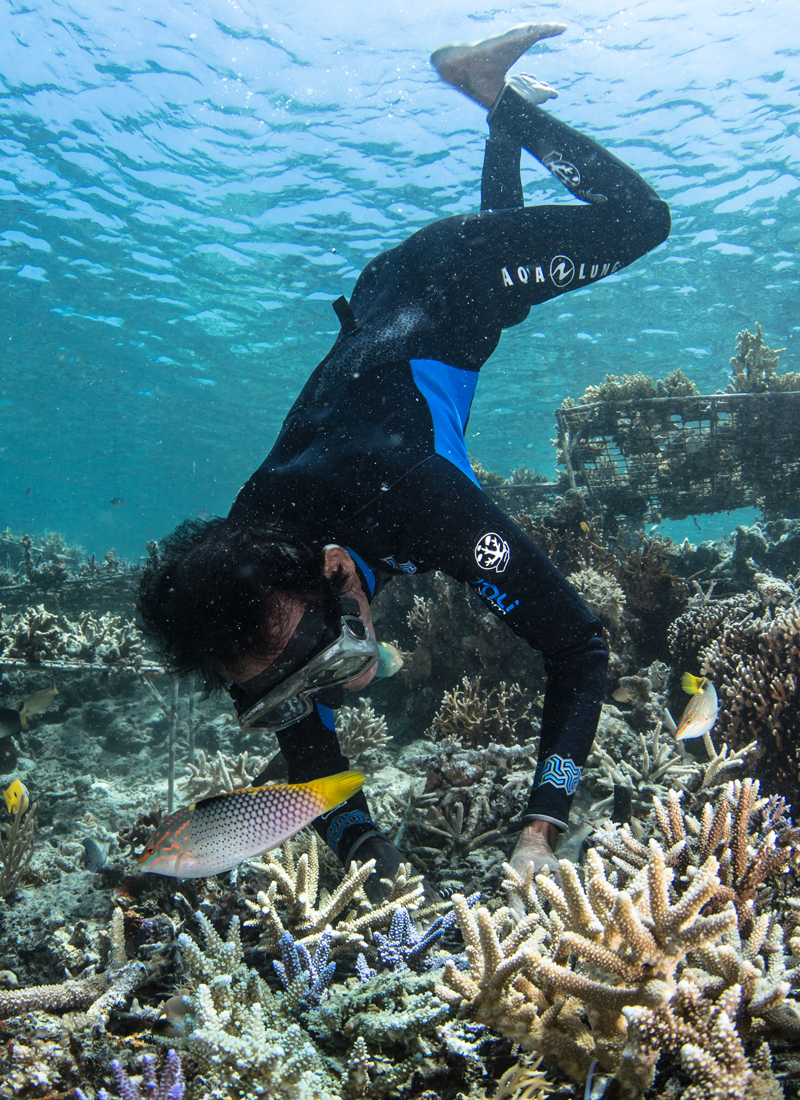 A former fisherman plants coral, Indonesia, Coral Guardian